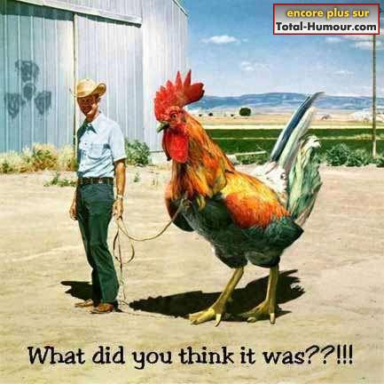 le coq